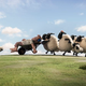 Image for article titled Animation fans may enjoy the relative silence of Aardman’s Shaun The Sheep